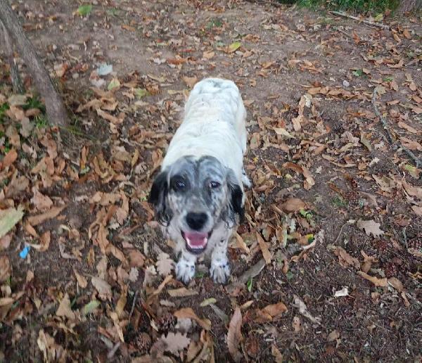🌟🌟Spillo , splendido setter inglese lo Vuoi rendere felice ? 🐶 Foto 9